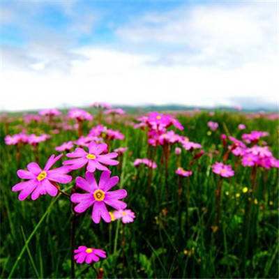 单机的打鱼游戏app下载